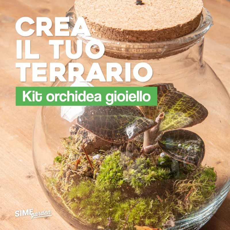 Kit Terrario Orchidea gioiello